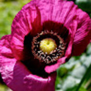 Meet your Posher, Kristin